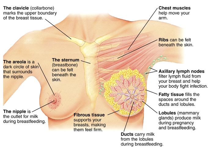 Cutaway view of breasts
