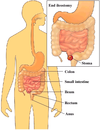 Cutaway view of digestive tract