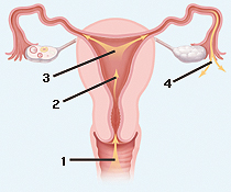 Cutaway view of vagina