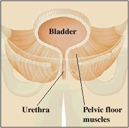 Cutaway view of bladder and urethra