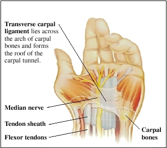 Cutaway view of hand