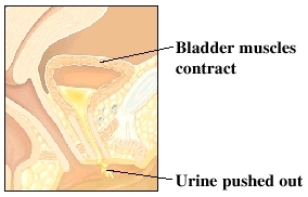 Cutaway view of bladder