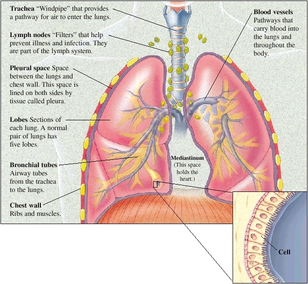 Cutaway view of lungs