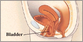 Cutaway view of pelvis