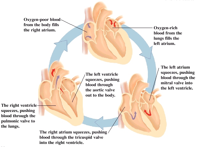 Image of how heart works