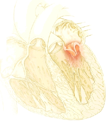Cutaway view of heart