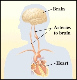 View of brain, arteries and heart