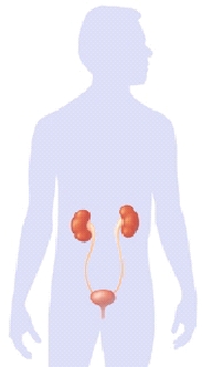 Location of kidneys