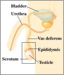 Cutaway view of bladder and penis
