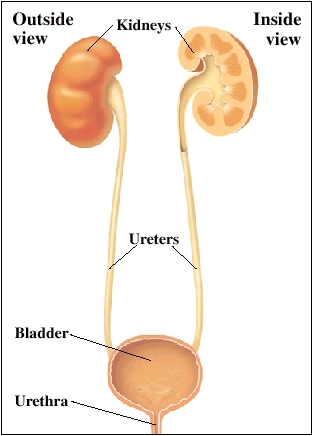 Cutaway view of kidneys