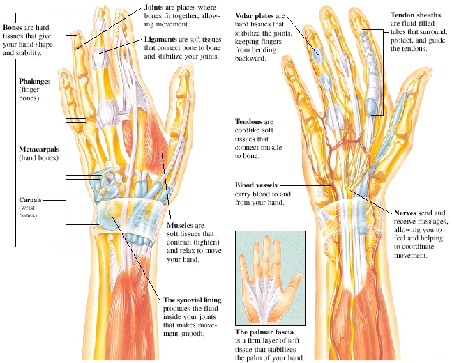 Anatomy of hand