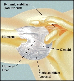 Cutaway view of shoulder