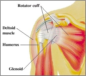 Cutaway view of shoulder