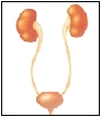 Image of kidney and bladder