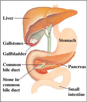 Cutaway view of pancreas