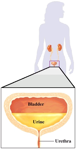 Cutaway view of bladder and urethra