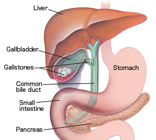 Image of digestive tract, focusing on gallbladder